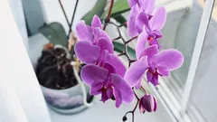 Les secrets pour réussir l’entretien des orchidées en intérieur